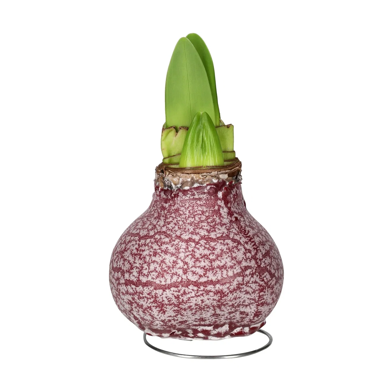 Vaxad amaryllislök Marble Burgundy 'Souvereign'