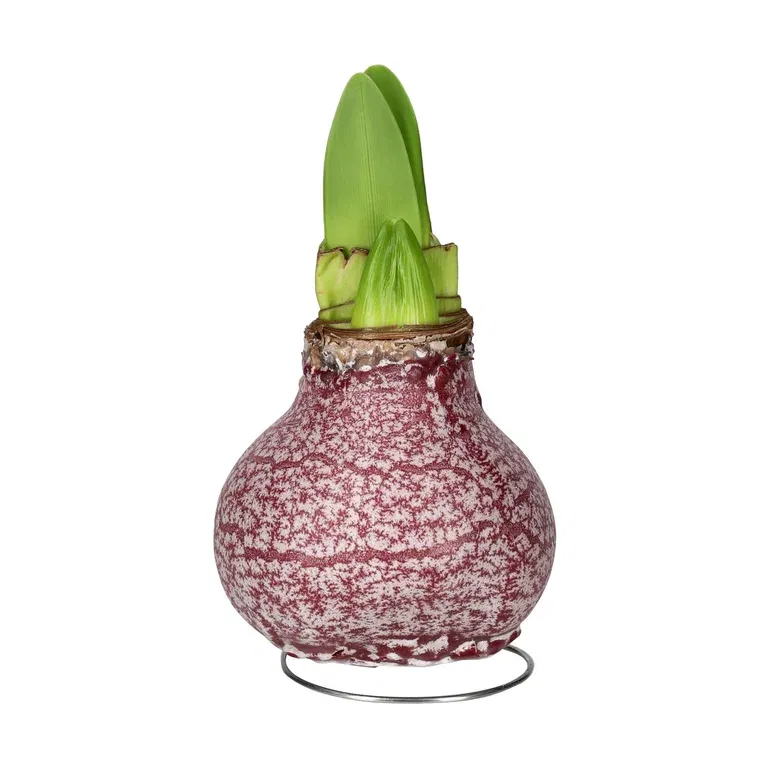 Vaxad amaryllislök Marble Burgundy 'Souvereign'