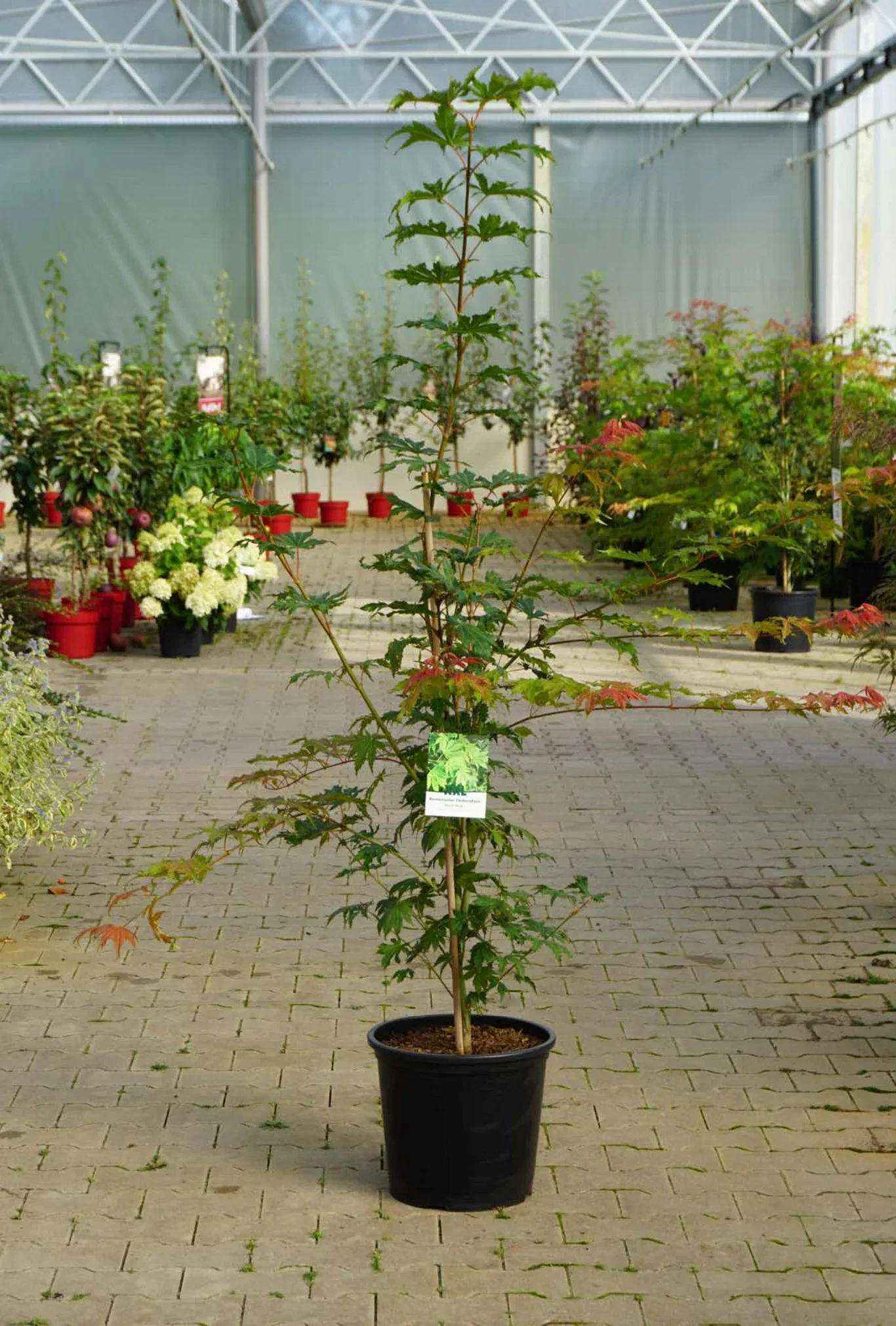 Manchurisk solfjäderslönn 'North Wind', XXL