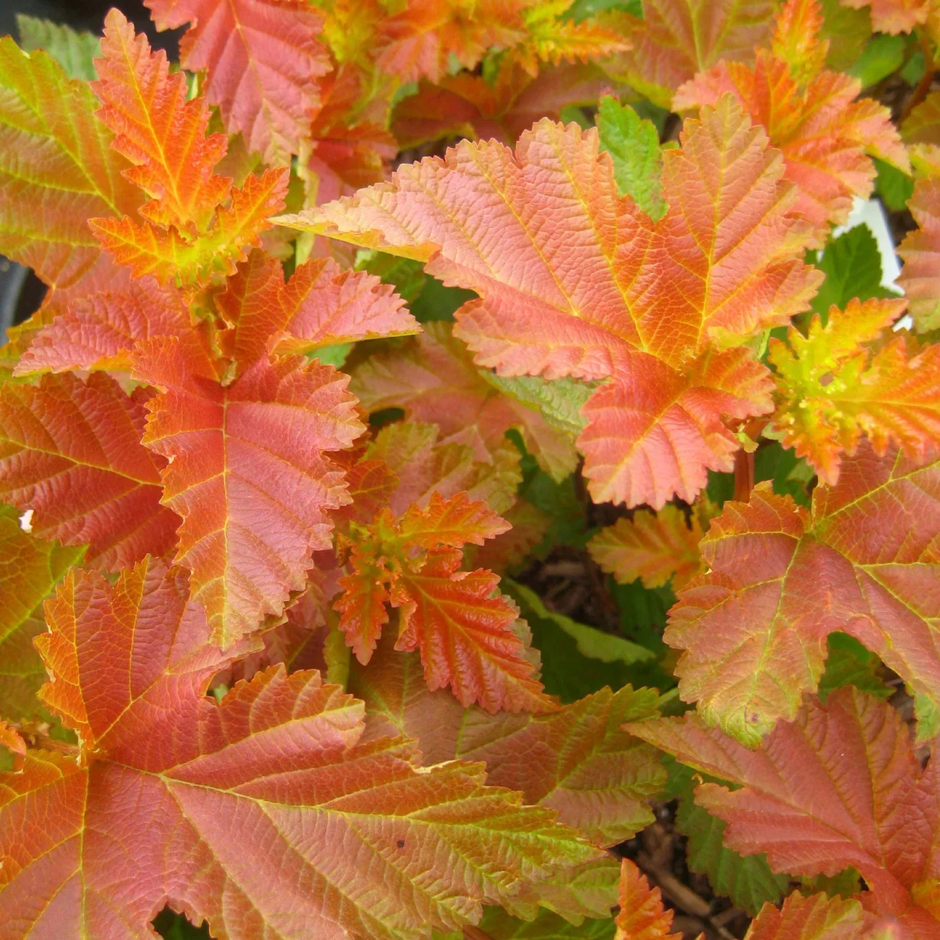 Physocarpus opulifolius AMBER JUBILEE® C 18 XXL