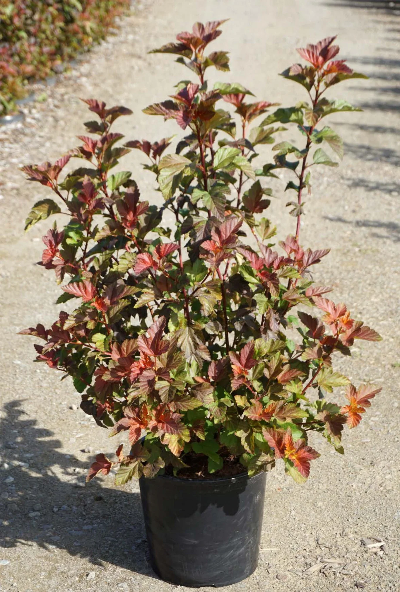 Physocarpus opulifolius AMBER JUBILEE® C 18 XXL