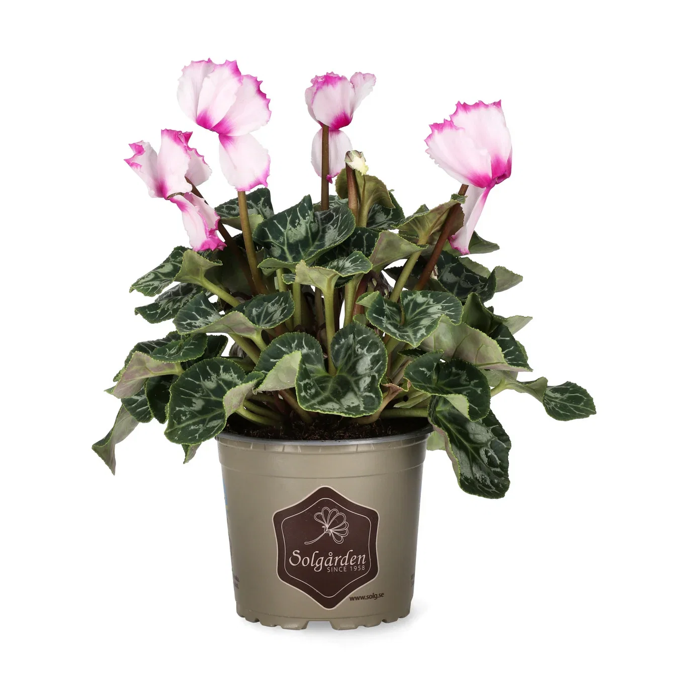 Cyclamen 'Victoria' 12 cm