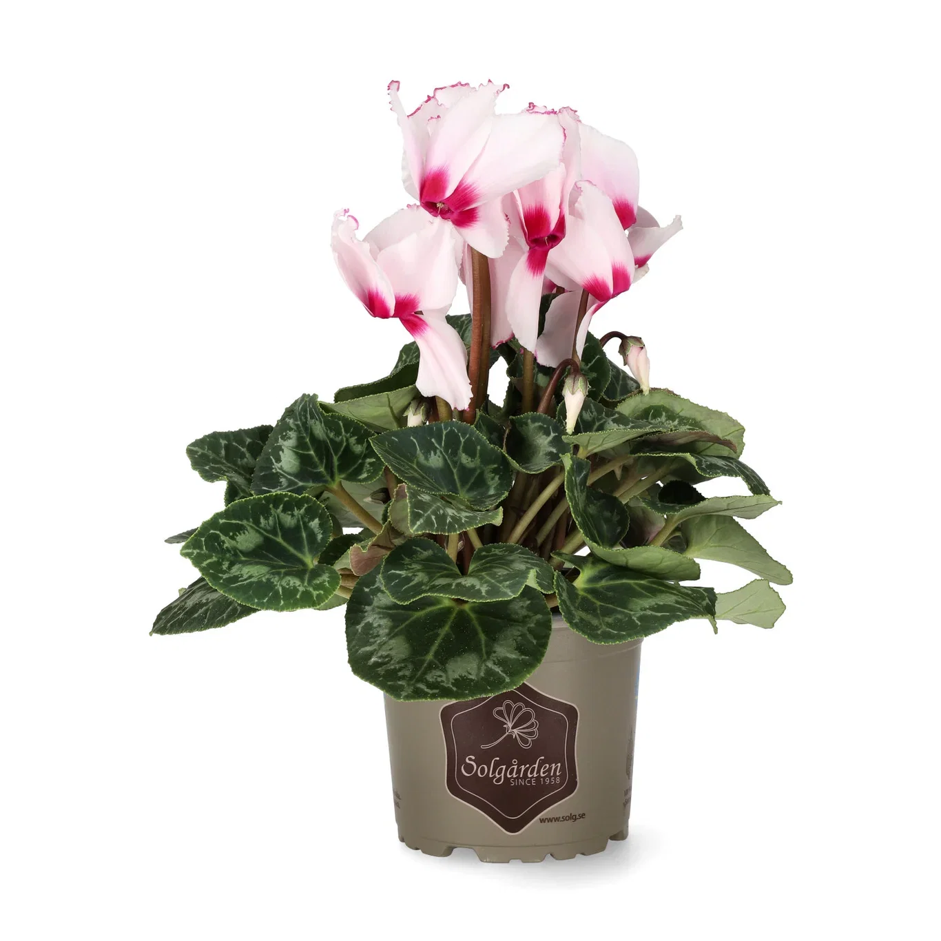 Cyclamen 'Victoria' 12 cm