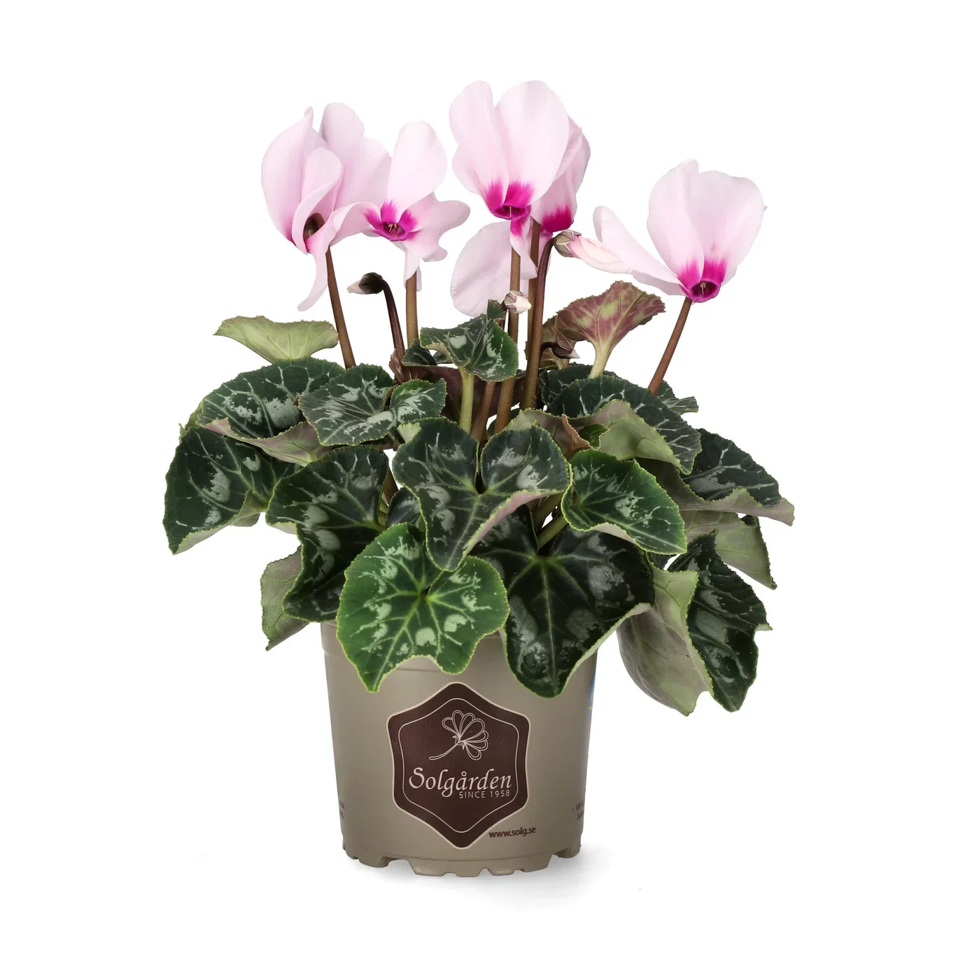 Cyclamen 'Victoria' 12 cm