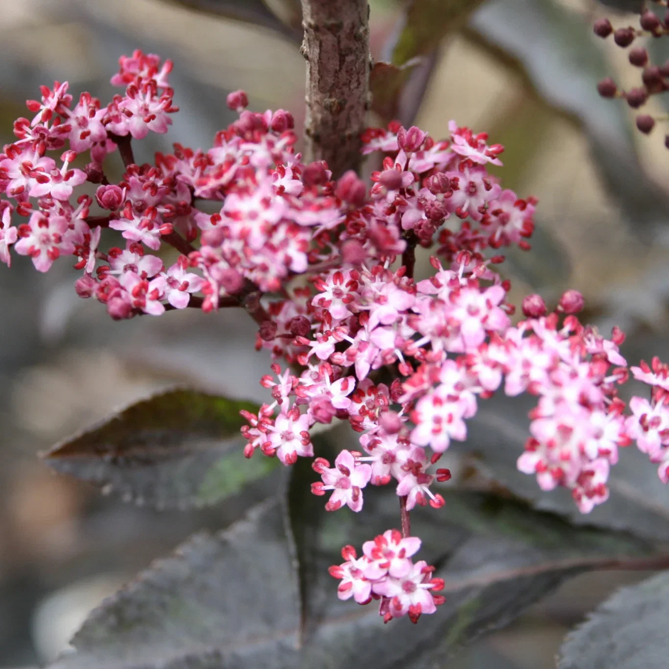 Sambucus nigra BLACK BEAUTY C15 XXL