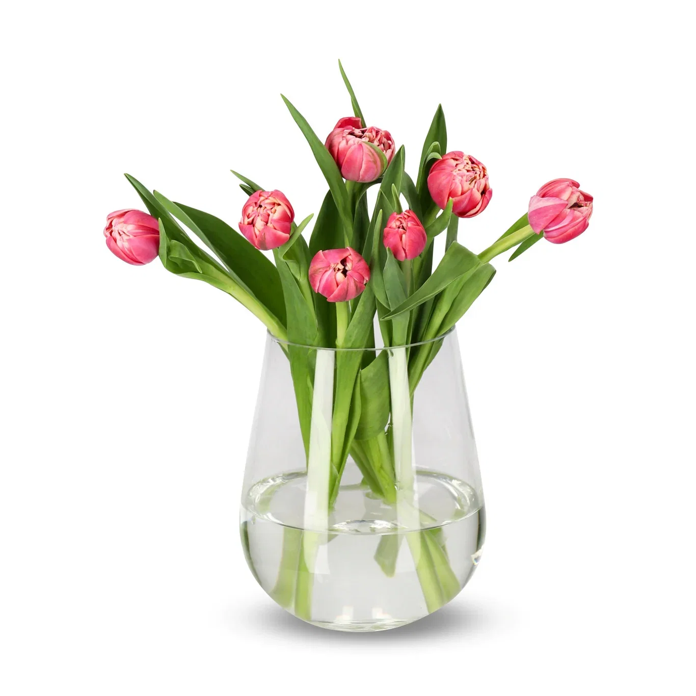 Tulips 7 pack NO