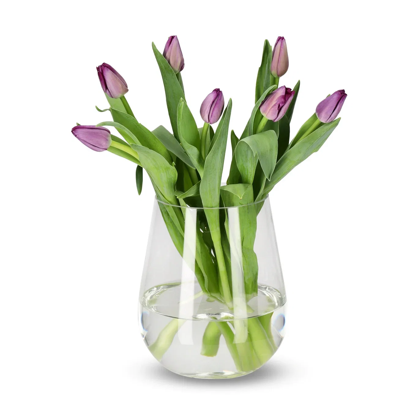 Tulips 7 pack NO