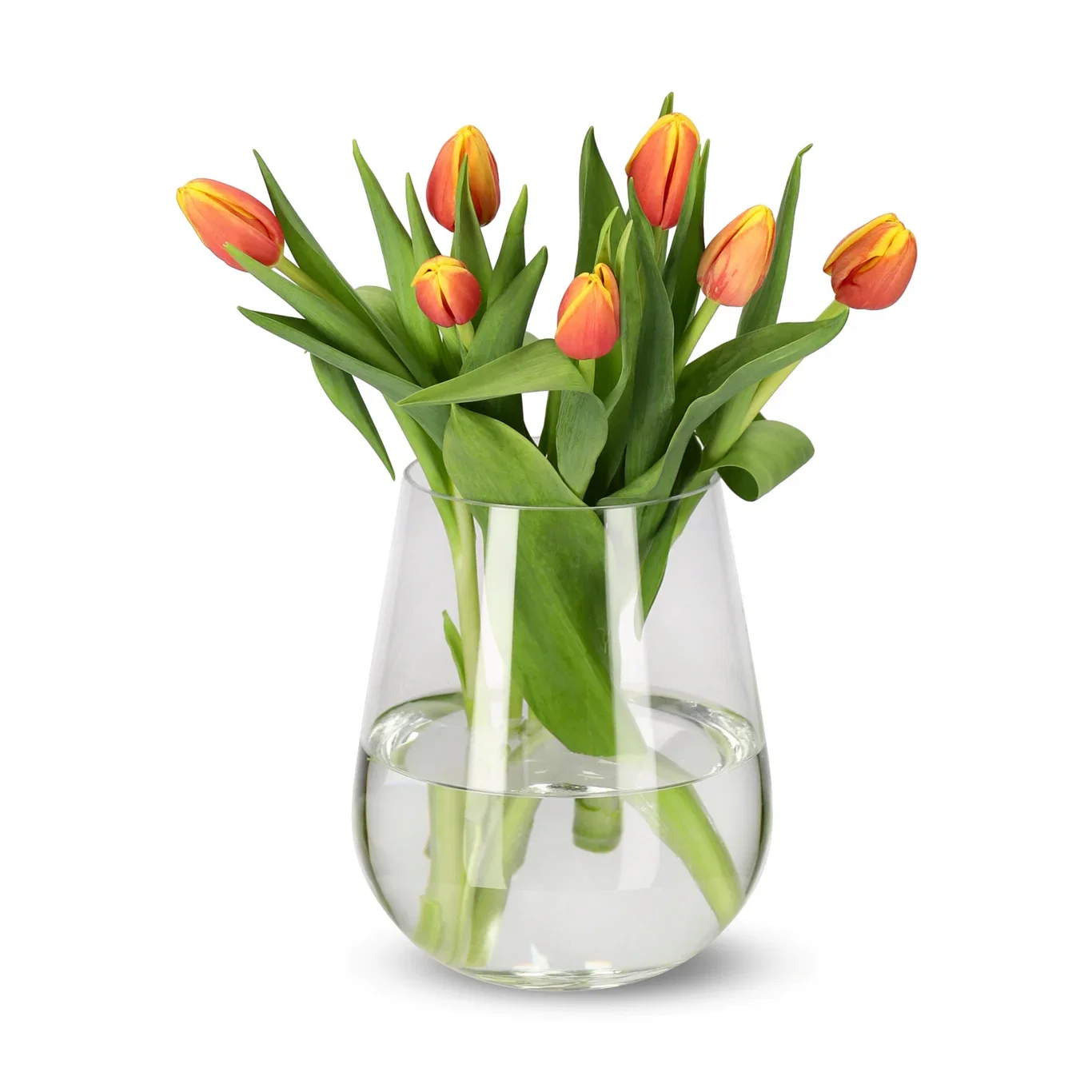 Tulips 7 pack NO
