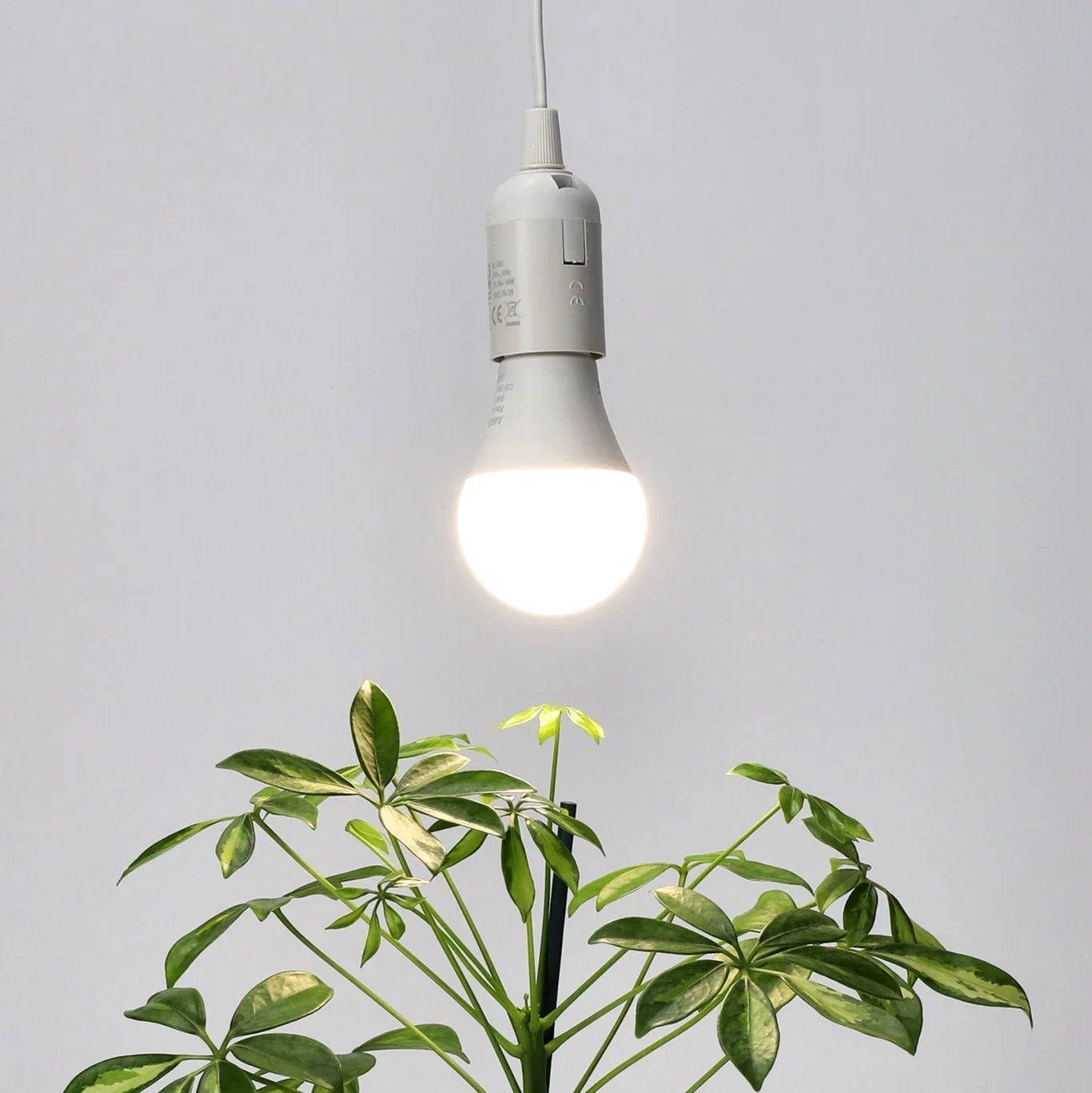 Albatross Grow Light All Year 9W, E27