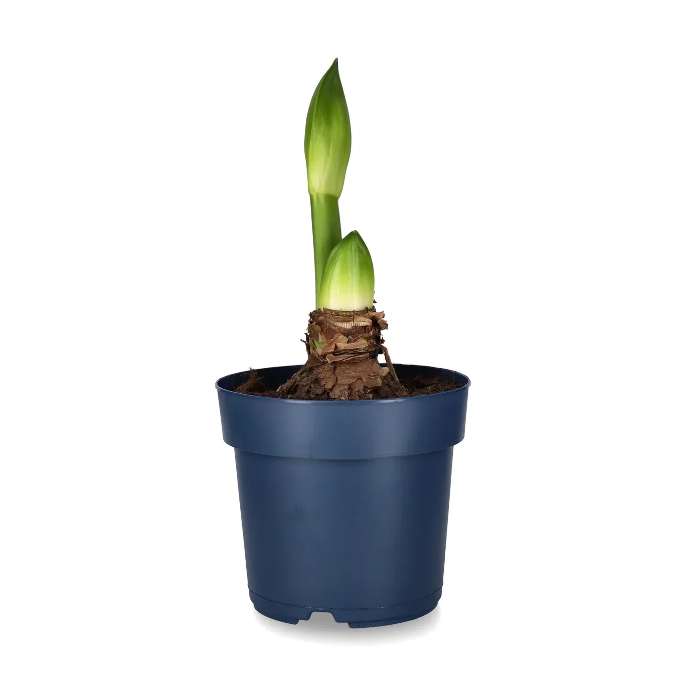 Jumbo Amaryllis 'White Candle'