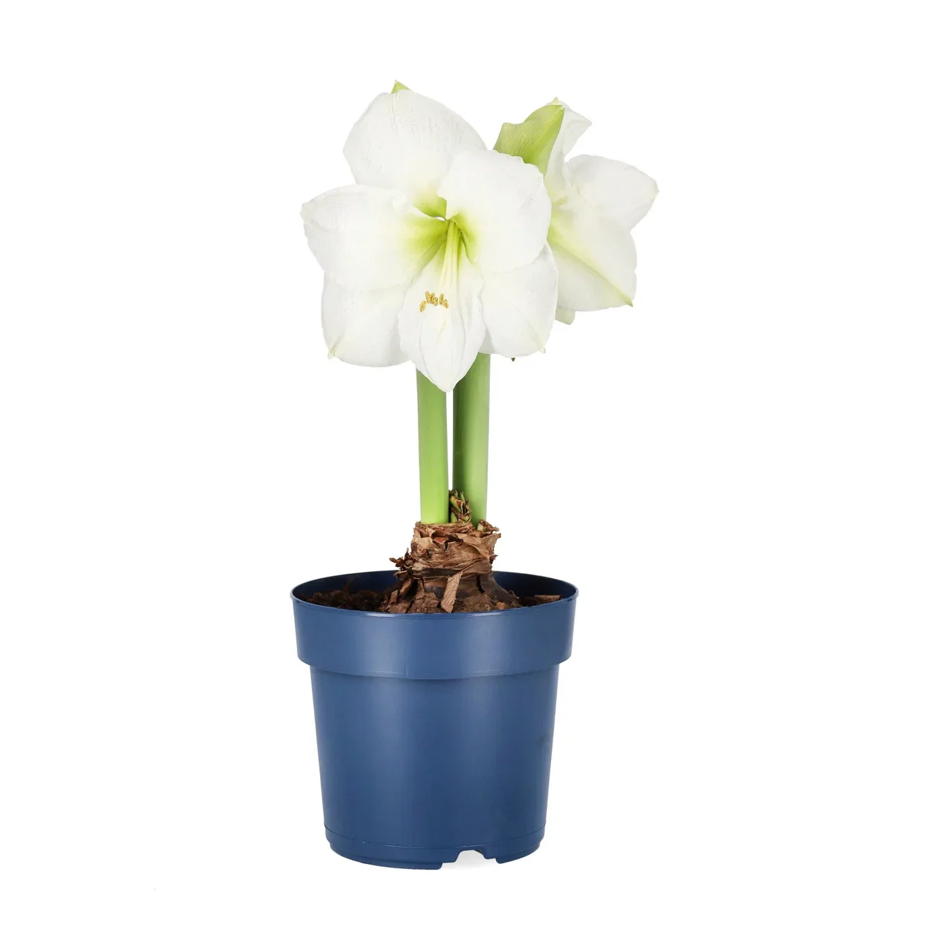 Jumbo Amaryllis 'White Candle'