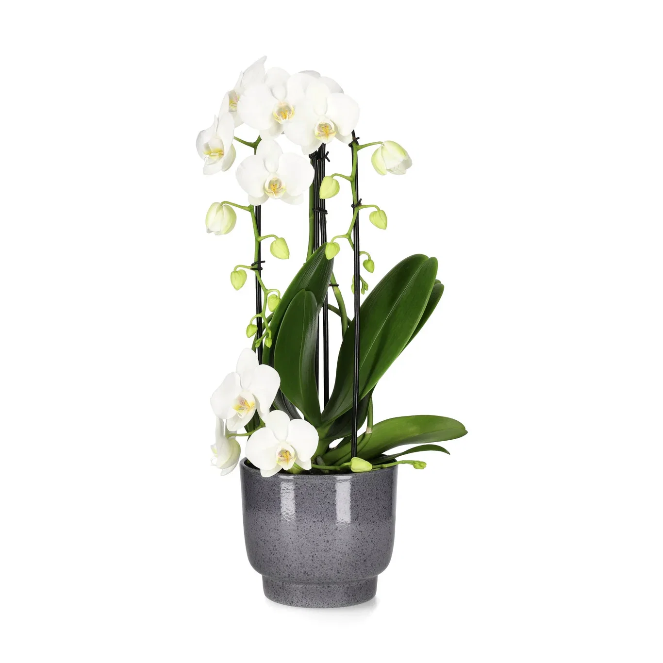 Eda pot D15 grey