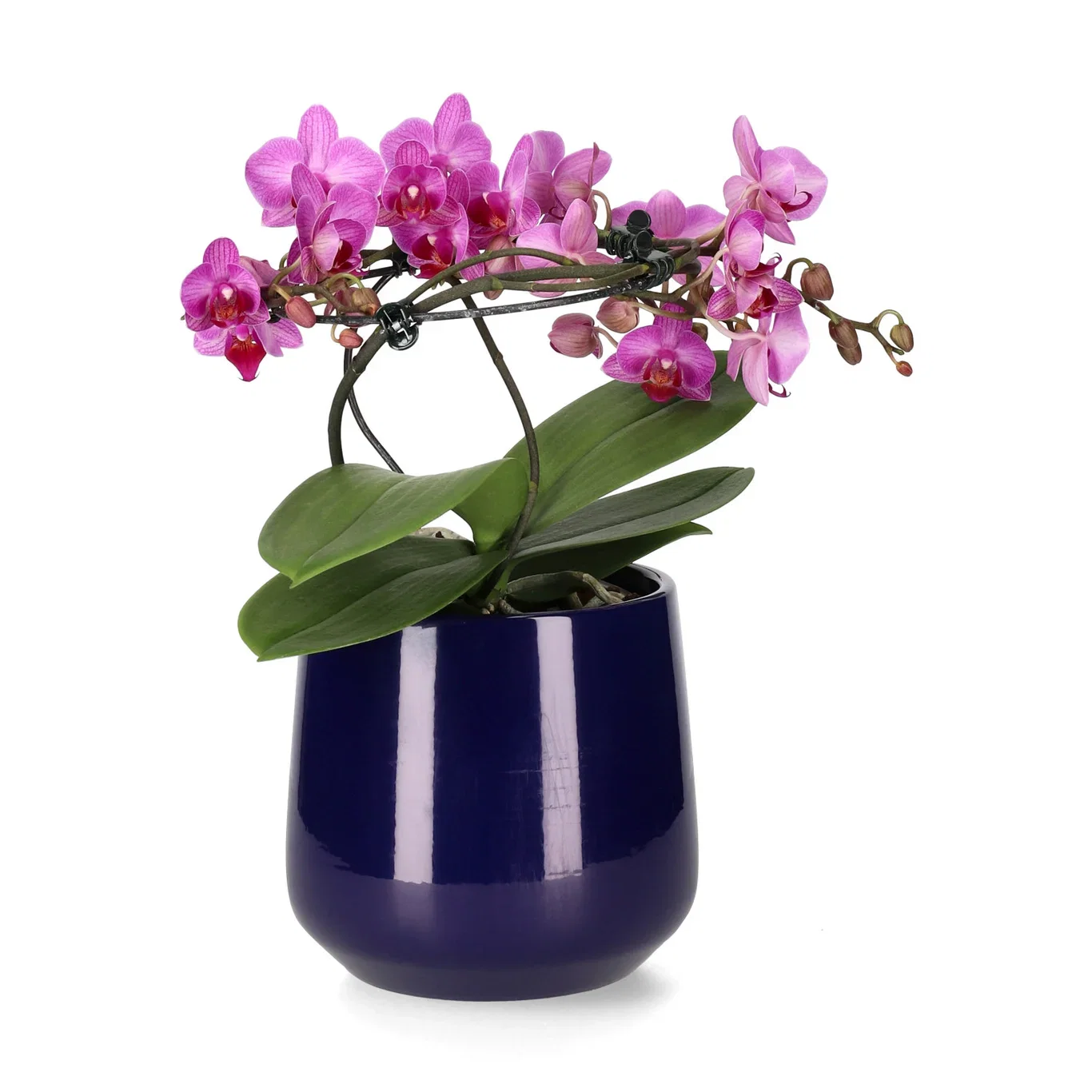 Ida pot D14 blue
