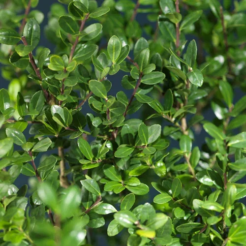 Japansk järnek 'Glory Gem', boll