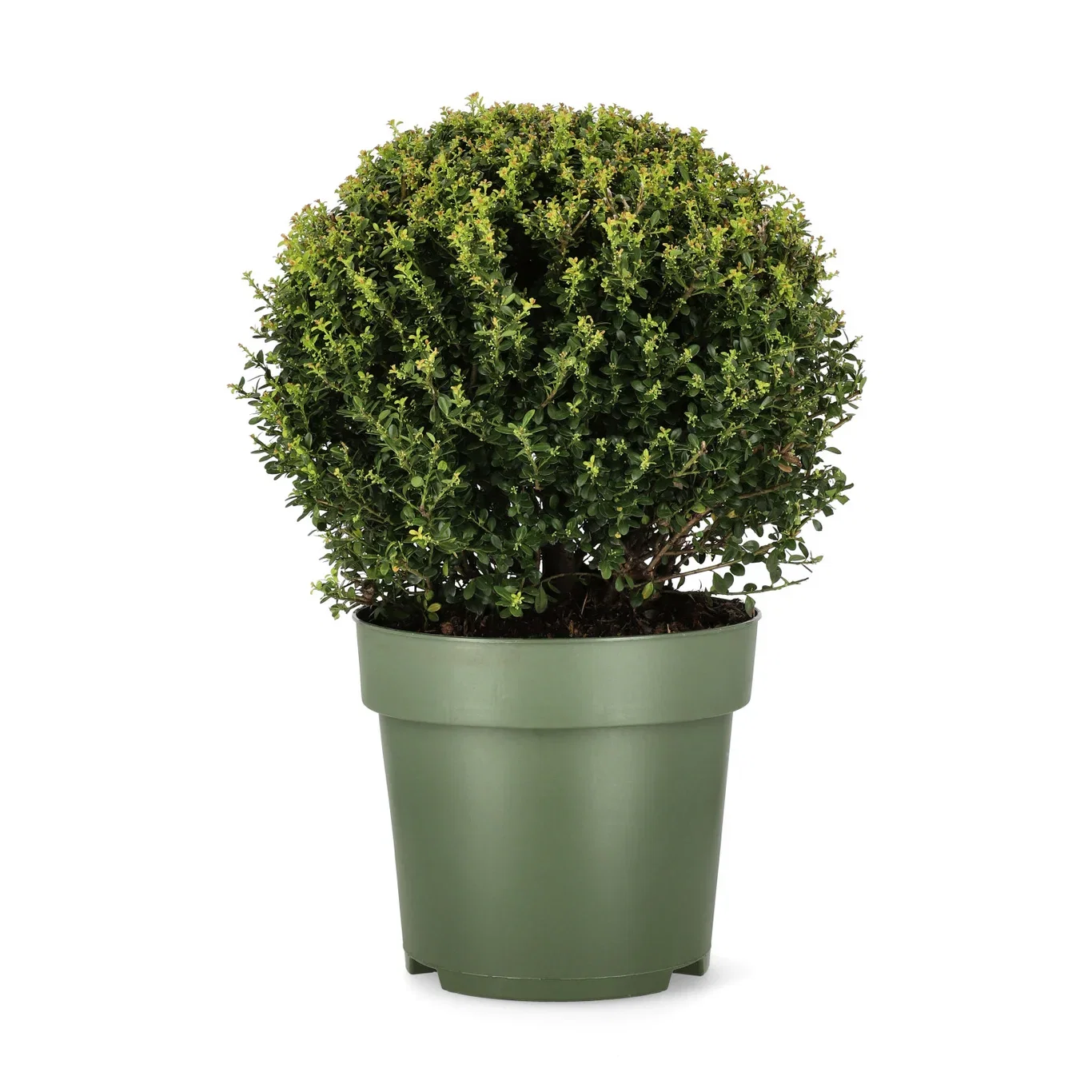 Japansk järnek 'Glory Gem', boll