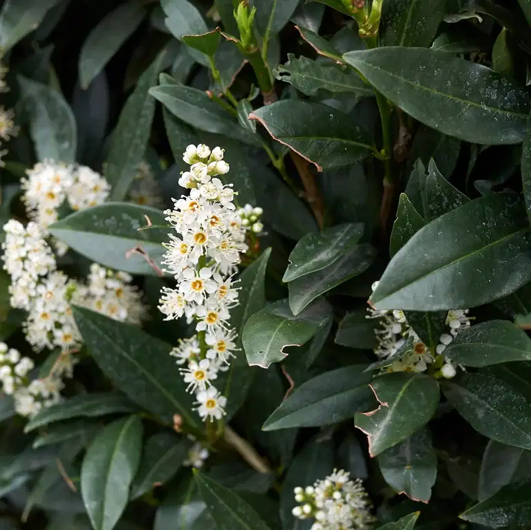 Lagerhägg 'Otto Luyken'