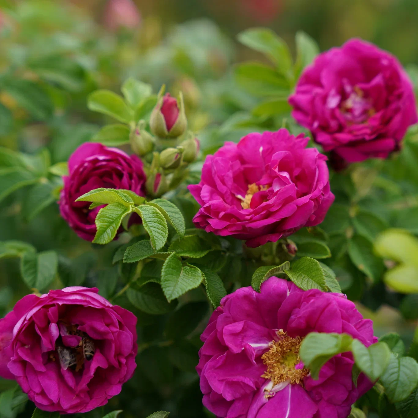 Rosa AROMATIC™ AURORA® 19cm