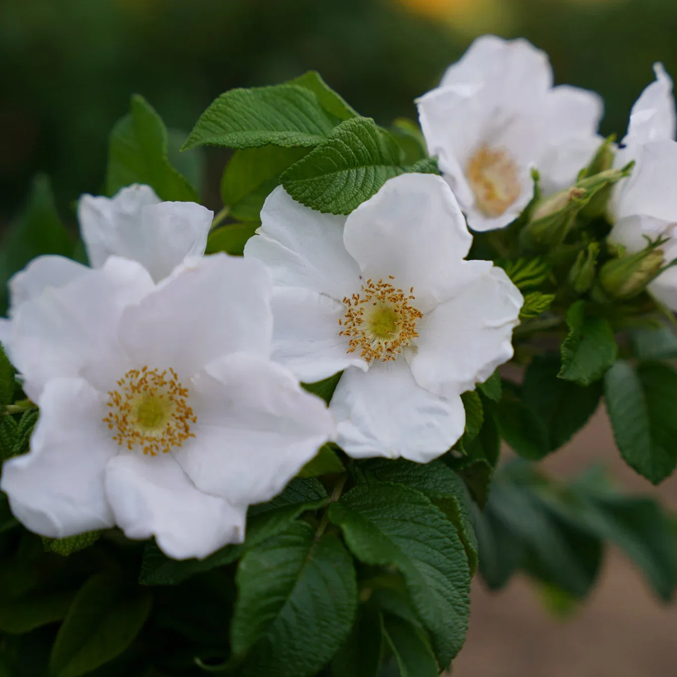 Rosa BUTTERFLY™ AURORA®