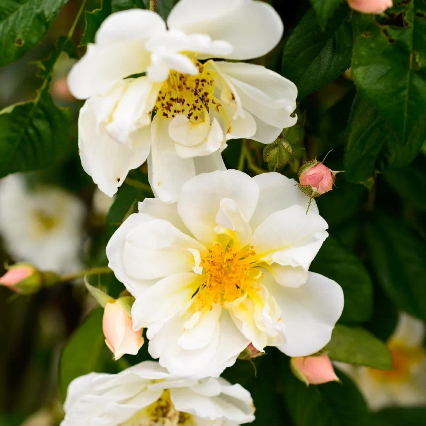 Rosa rambler ‘Helena Lykkefund’ 5L