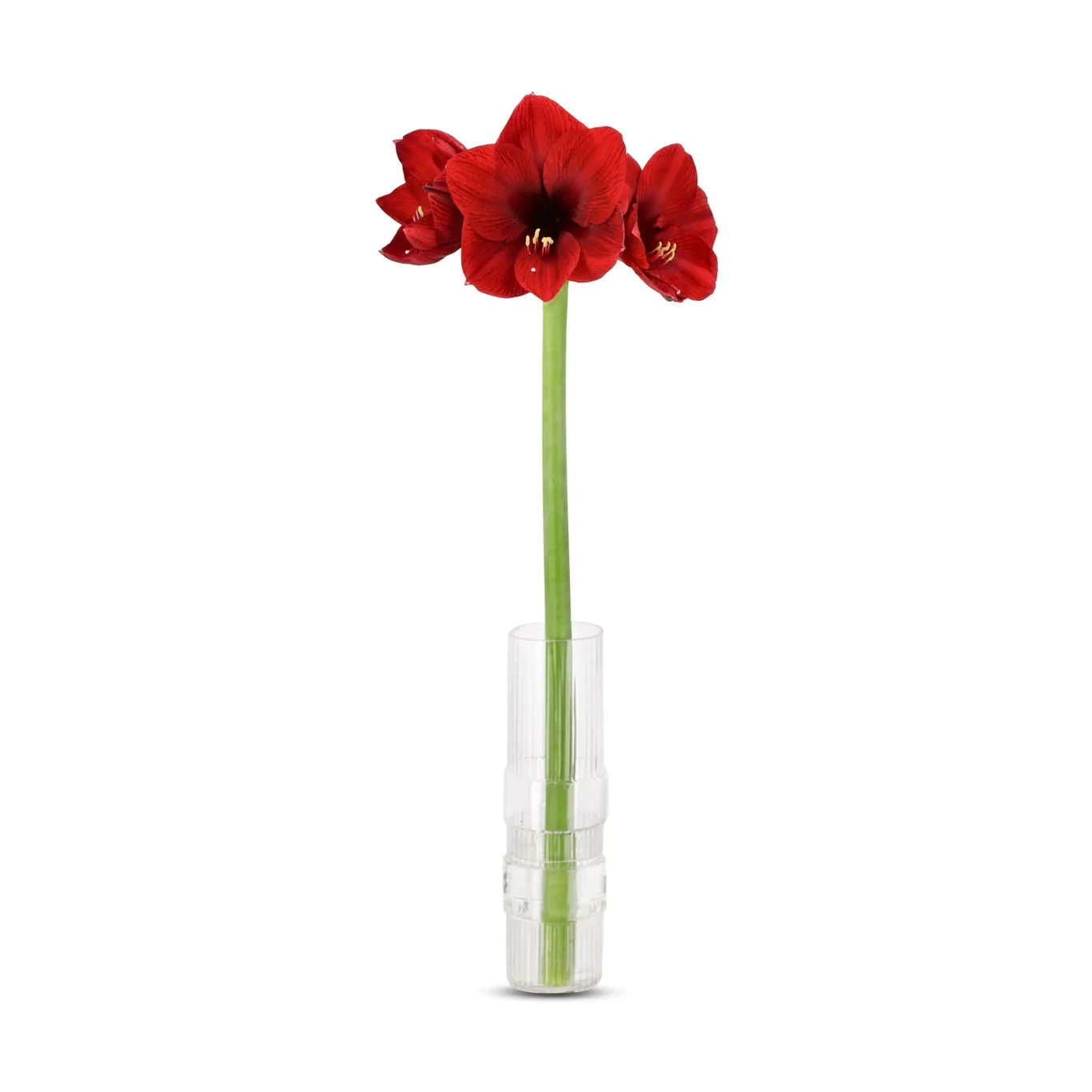 Amaryllis Dark red