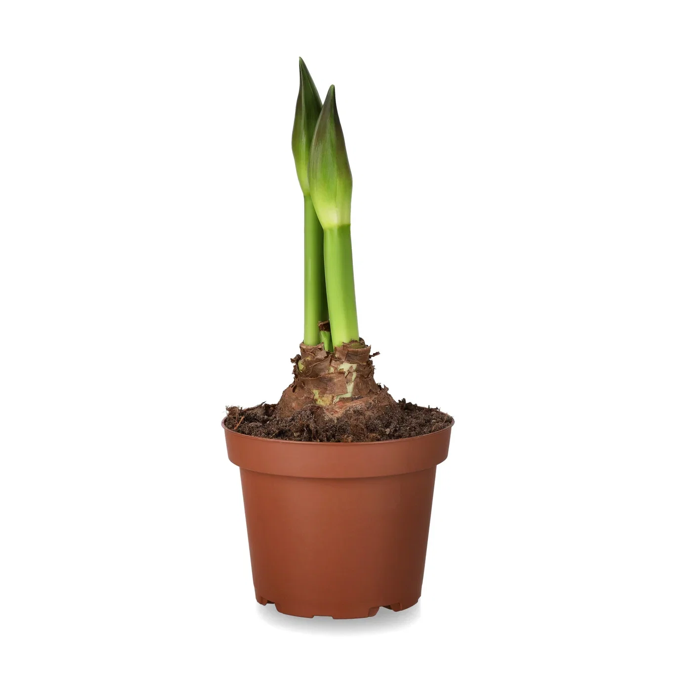 Amaryllis 'Ernst'