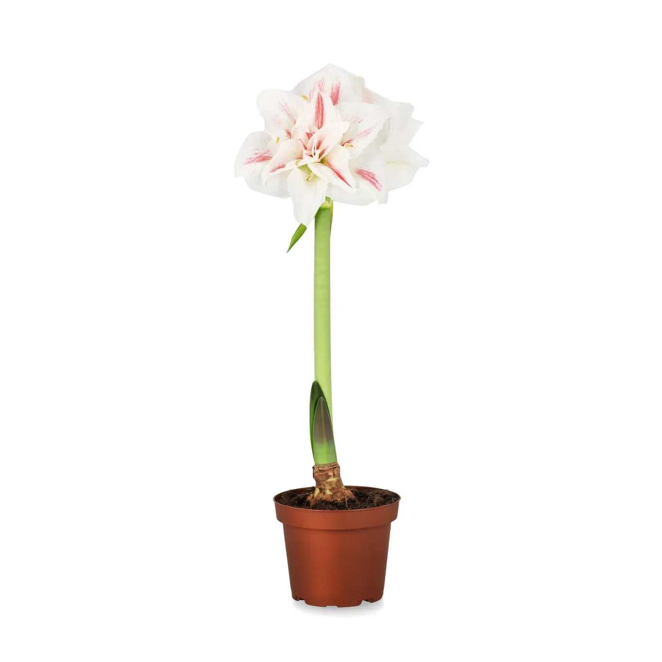 Amaryllis 'Ernst'