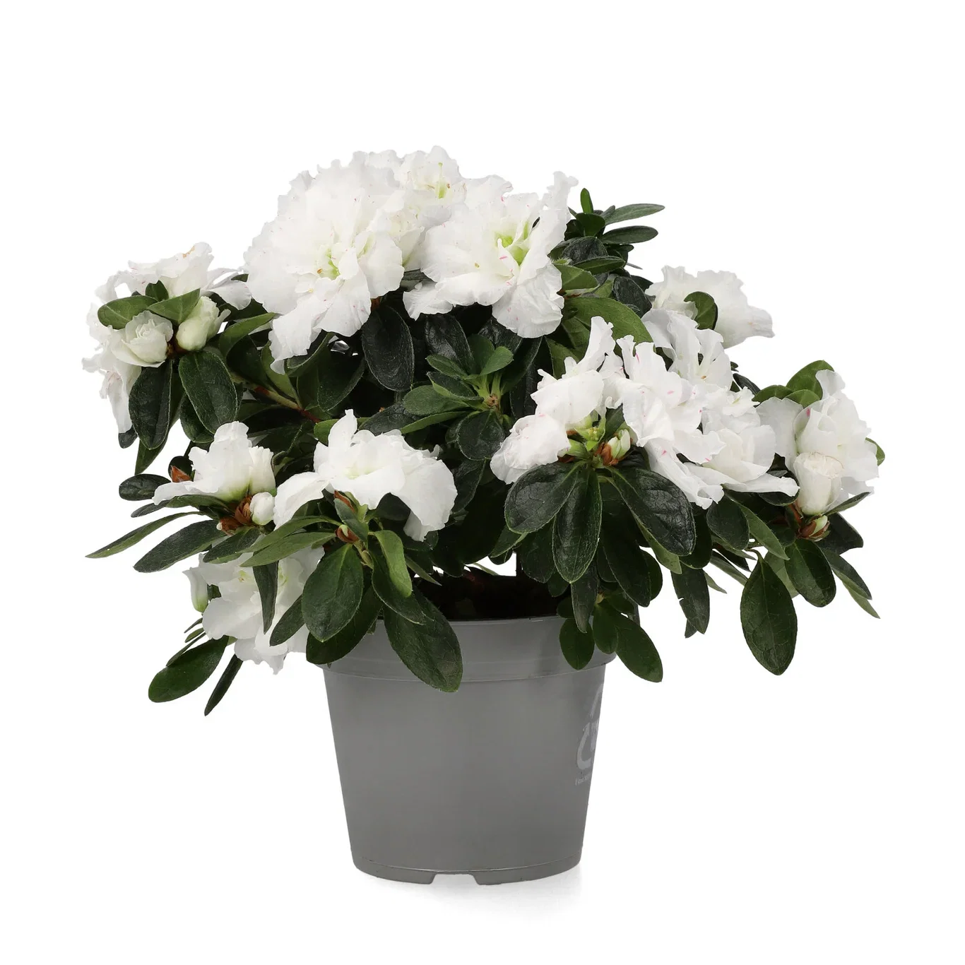 Rhododendron simsii White 12 cm