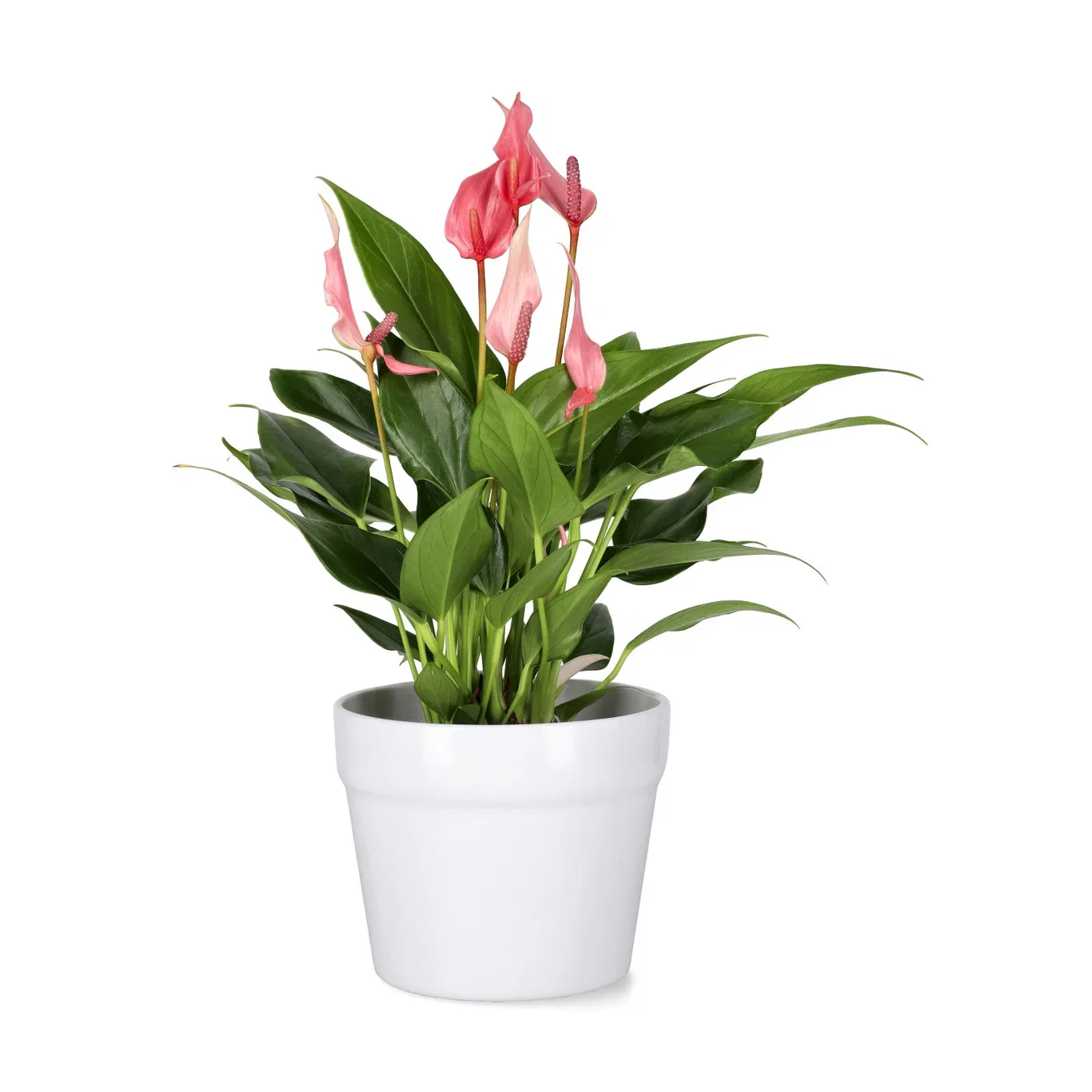 Anthurium andraeanum 'Lilli' 9 cm