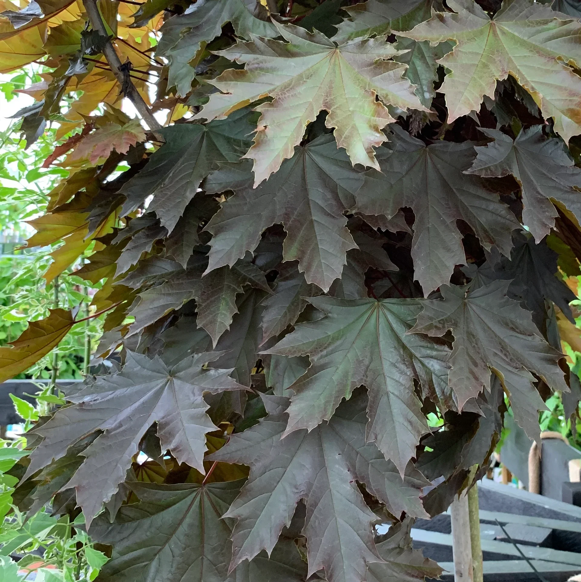 Skogslönn 'Crimson Sentry' på stam