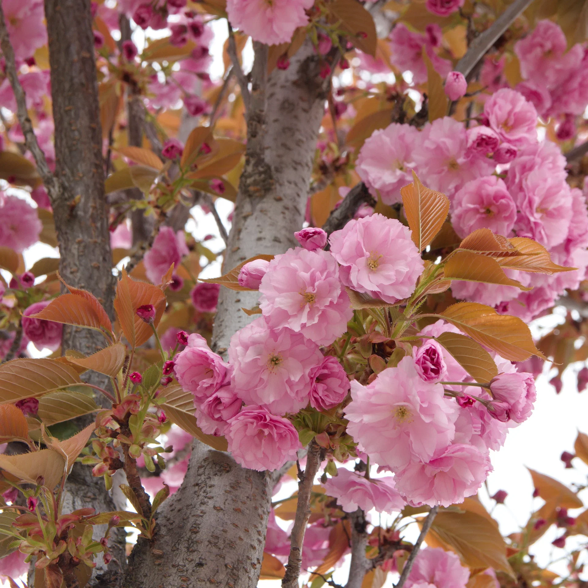 Prunus serrulata 'Kanzan' stem 180 cm 35cm