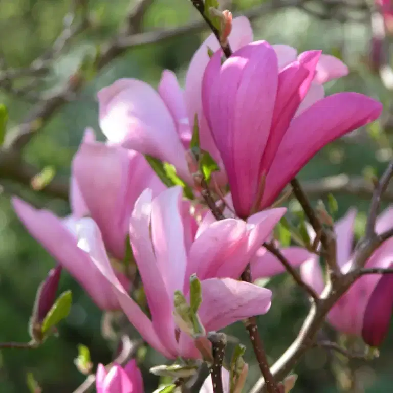 Magnolia 'Susan' 19cm
