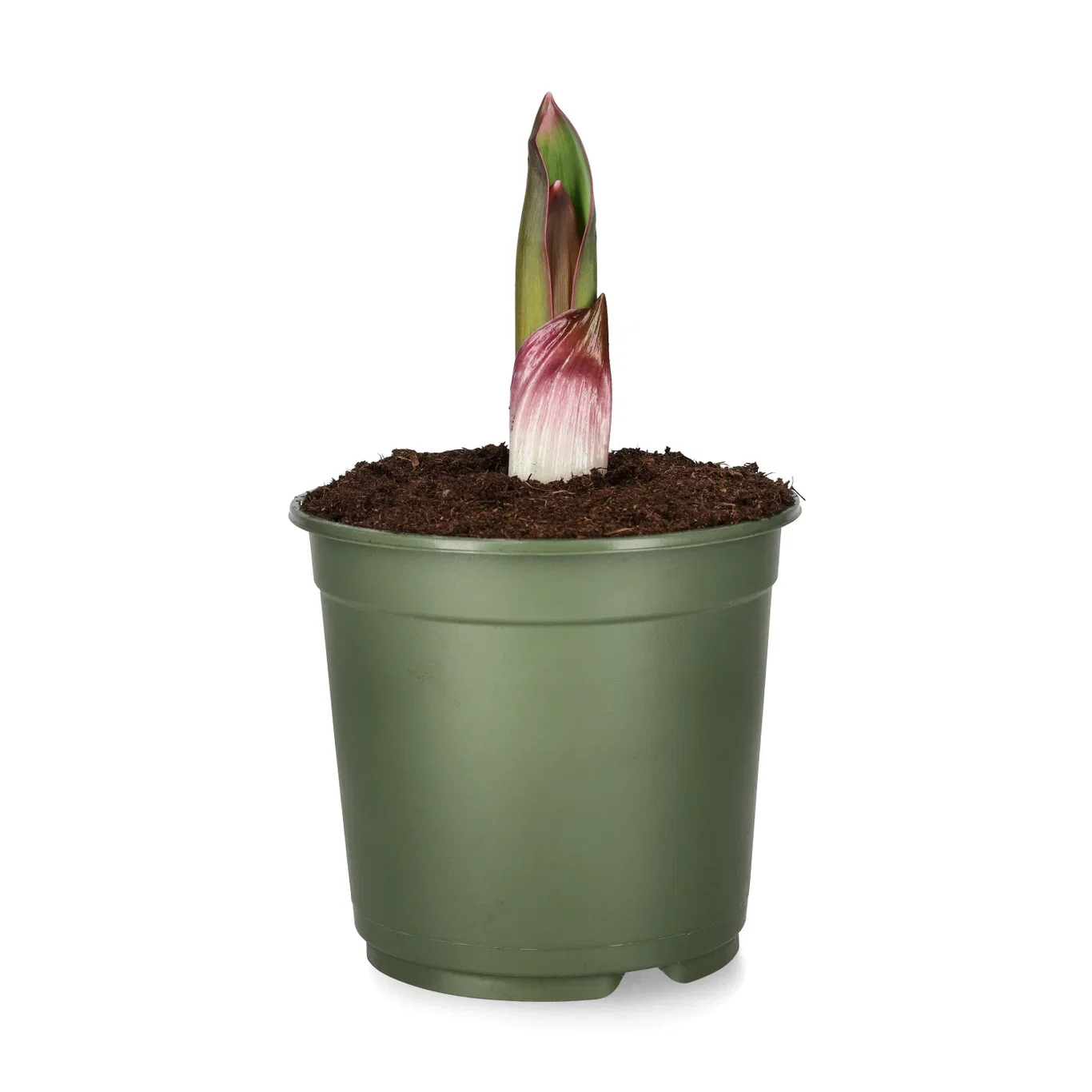 Allium g. 'Party Balloons' 14 cm