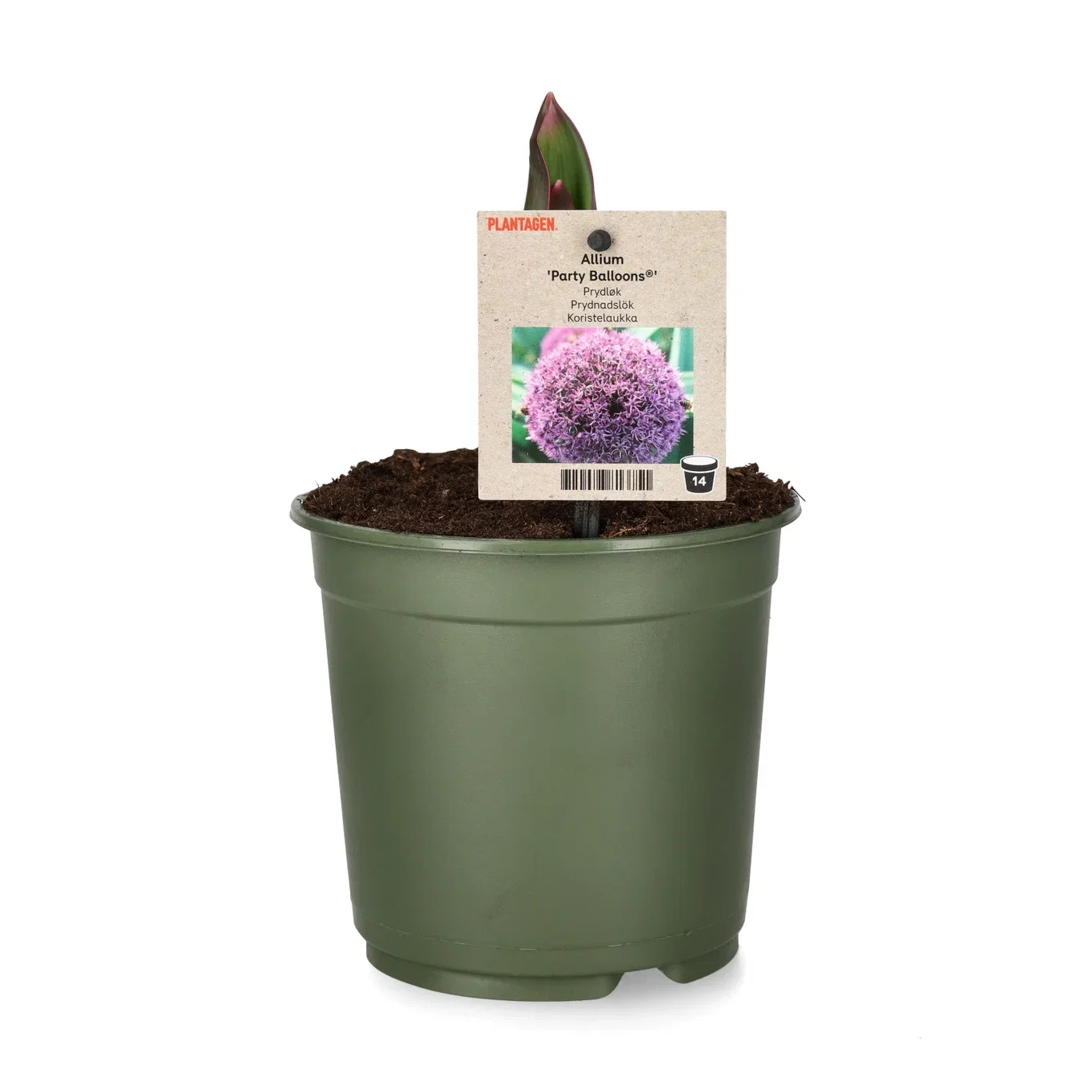 Allium g. 'Party Balloons' 14 cm