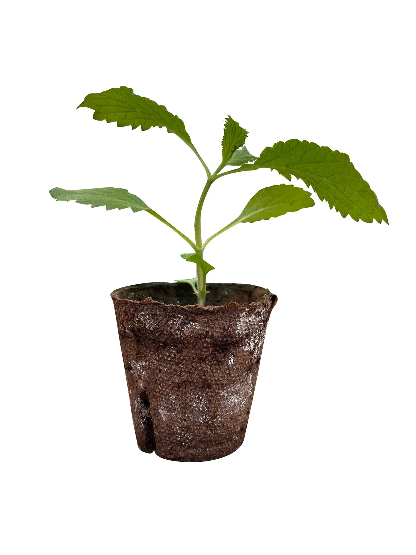 Verbena bonariensis 6 cm