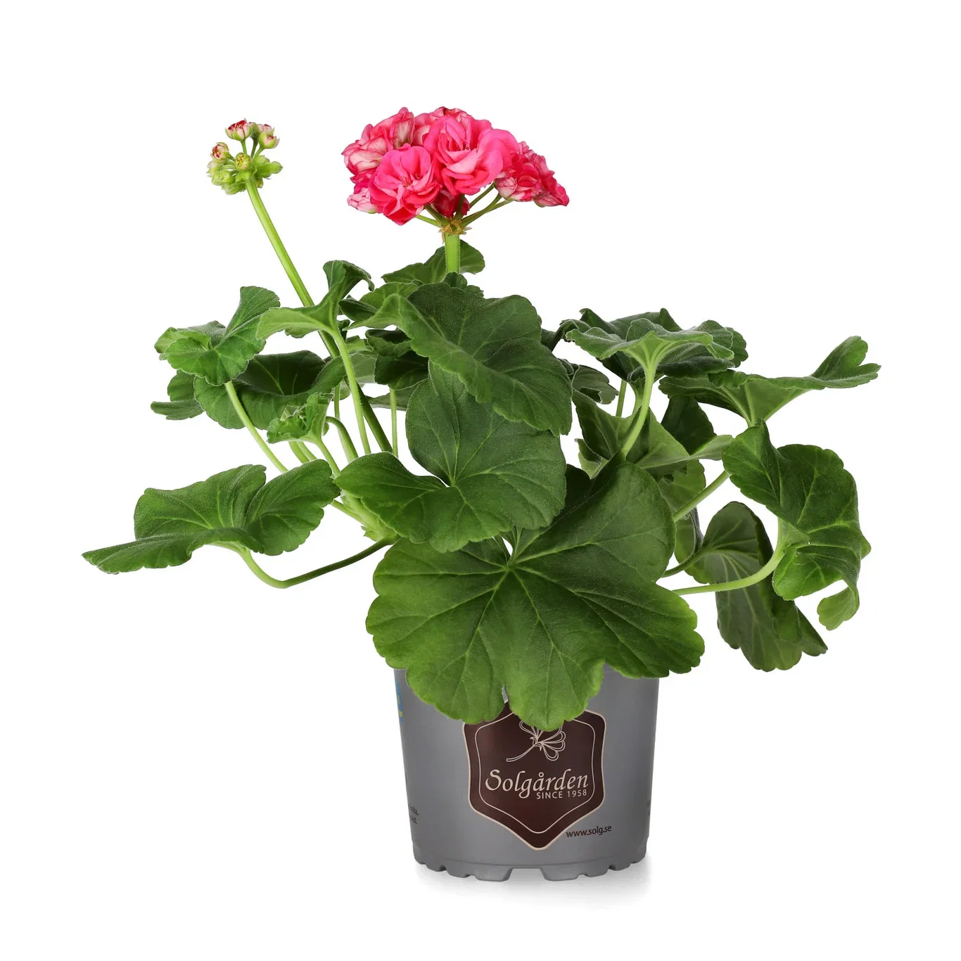 Zonalpelargon ROSALINDA