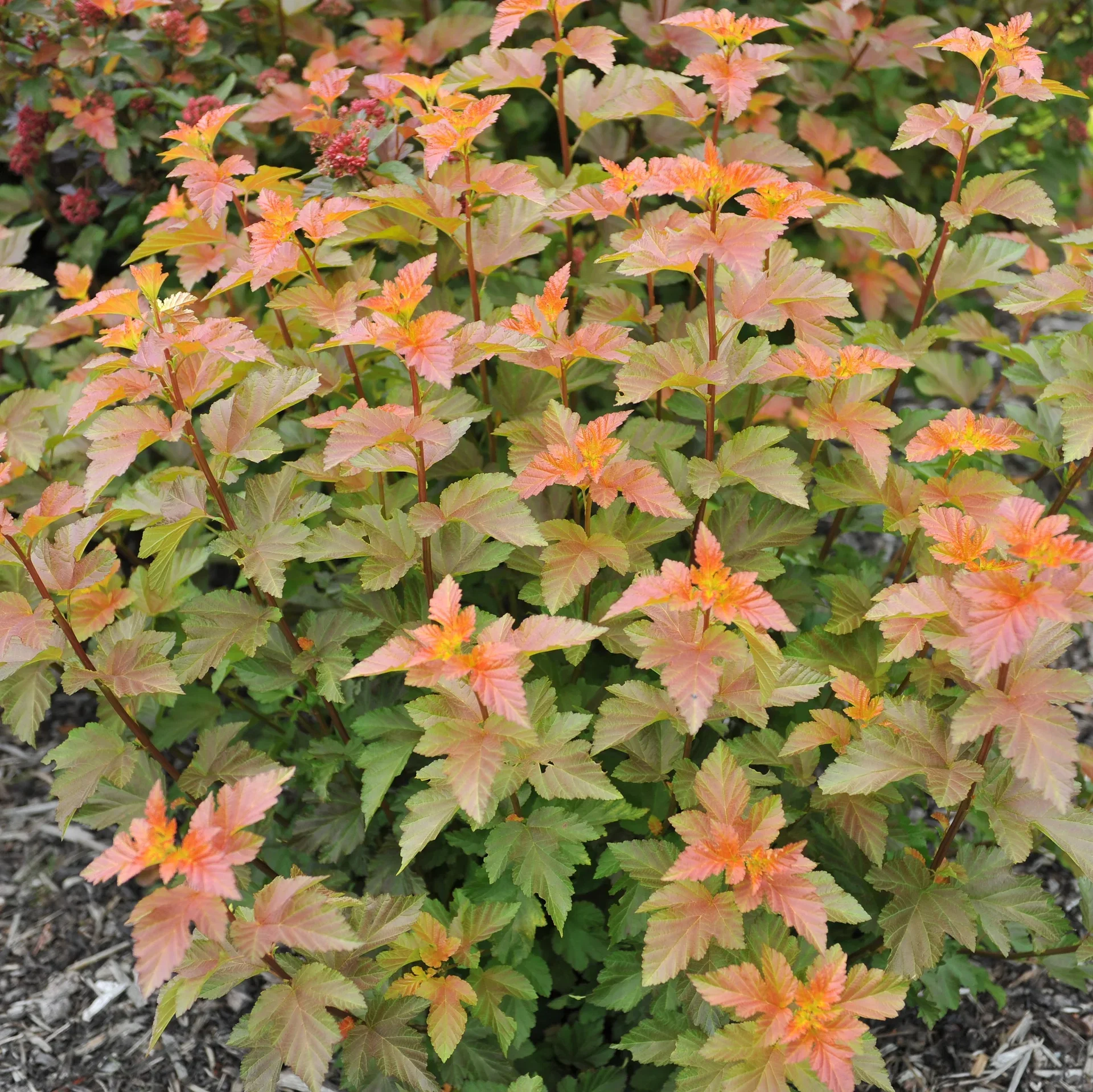 Physocarpus opulifolius 'Amber Jubilee' ® 40-60cm 22cm