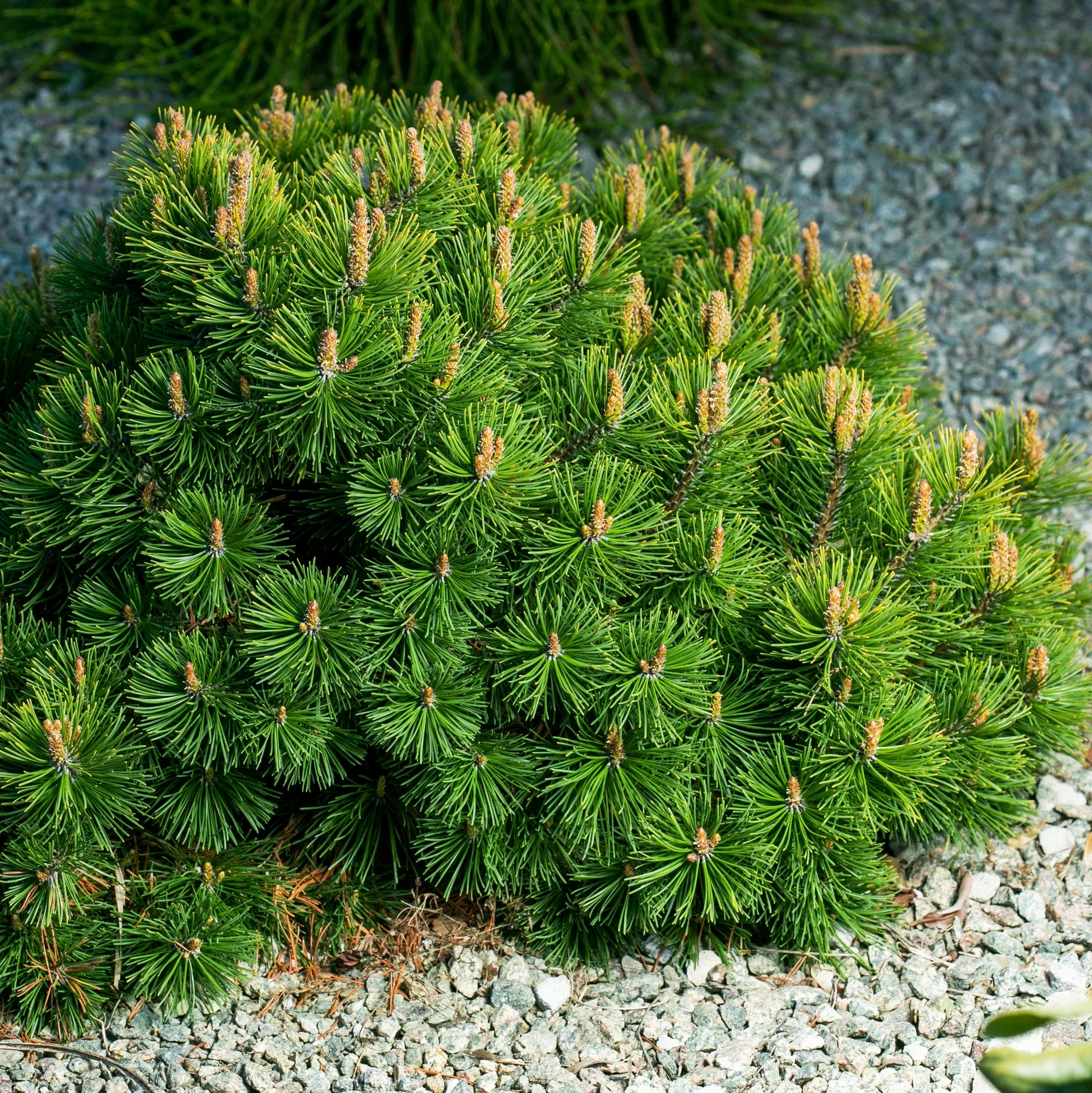 Pinus mugo pumilio 15-20cm 17cm