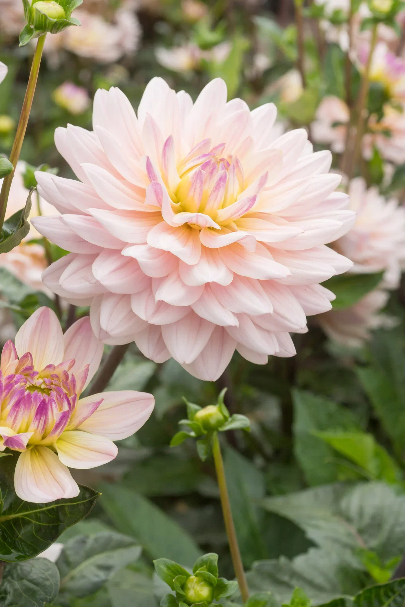 Dahlia Decorative Diana's Memory