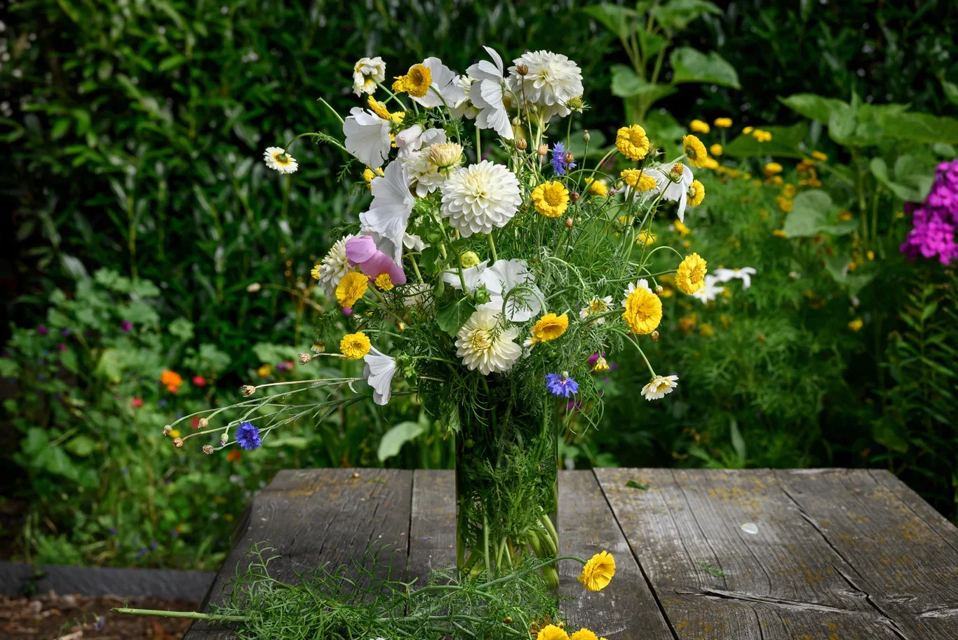 Bouquet Flowering - White Dahlia Box