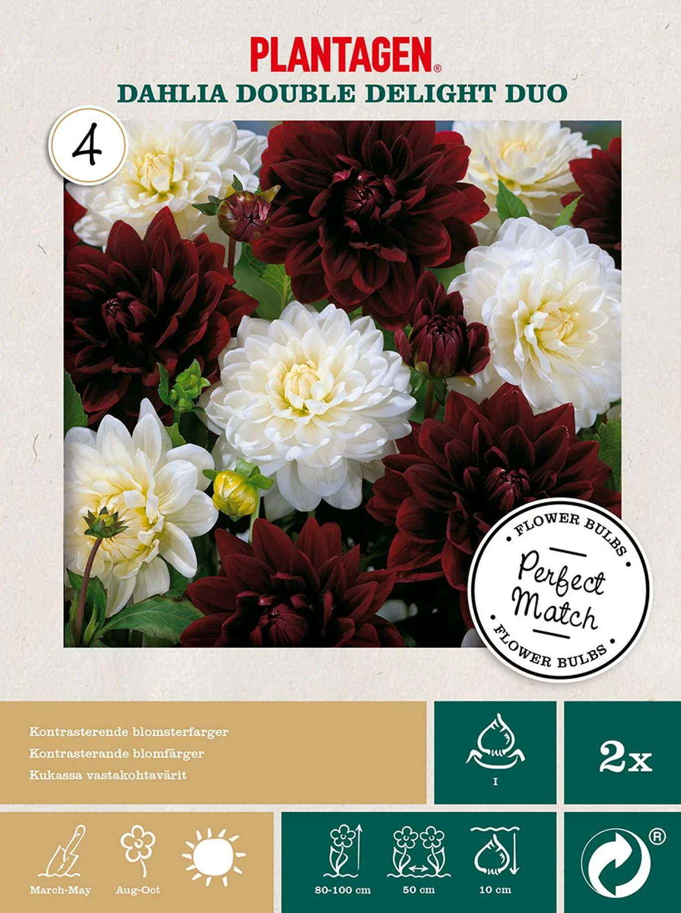 Perfect Match - Dahlia Double Delight Duo