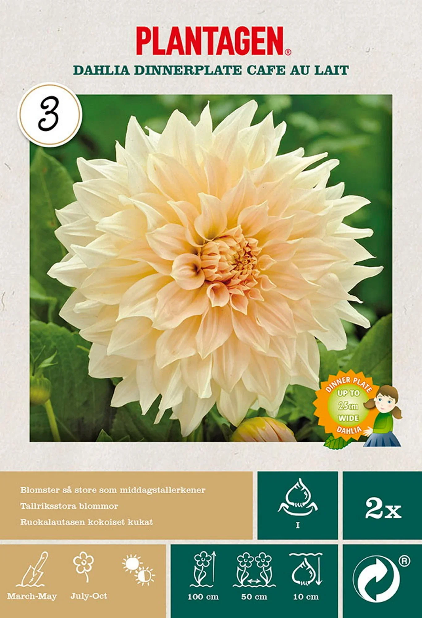 Dahlia 'Cafe Au Lait'