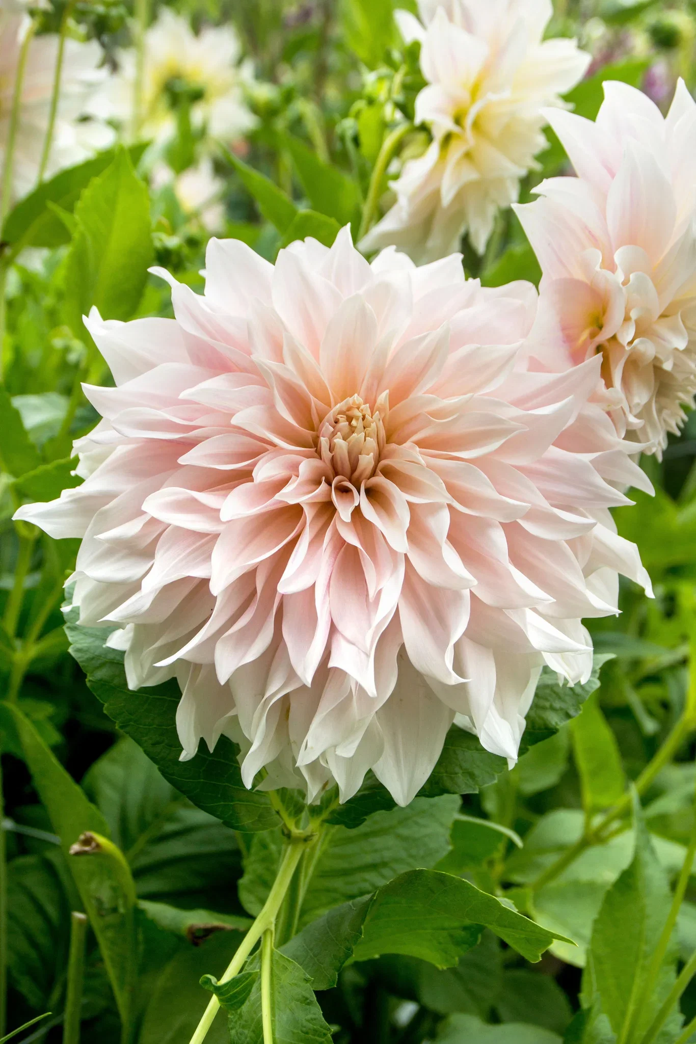 Dahlia 'Cafe Au Lait'