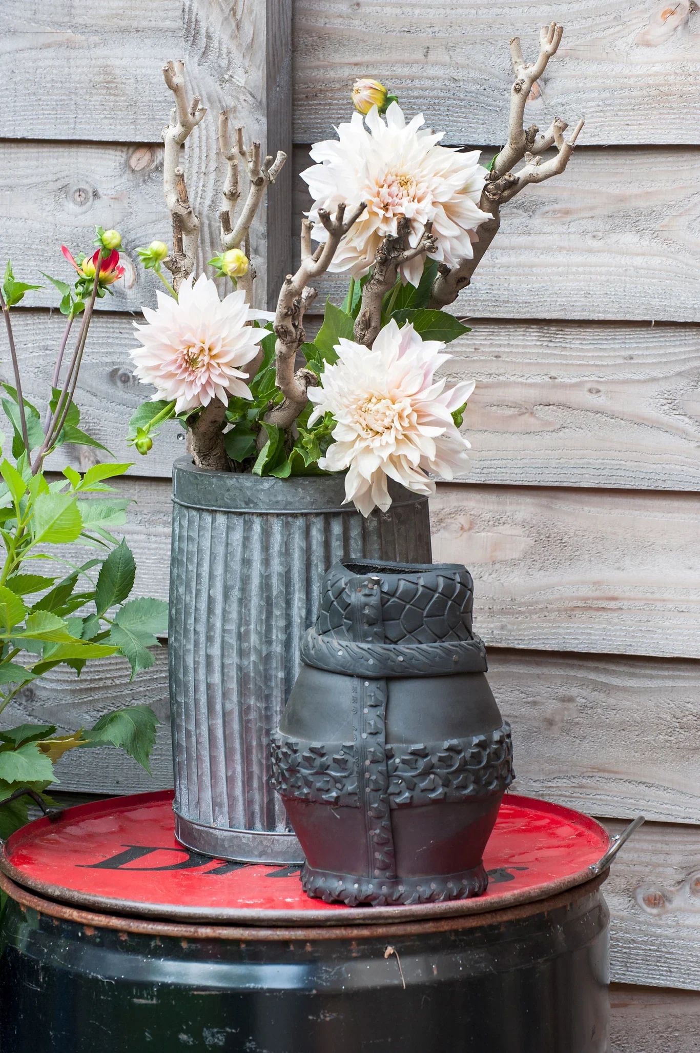 Dahlia 'Cafe Au Lait'