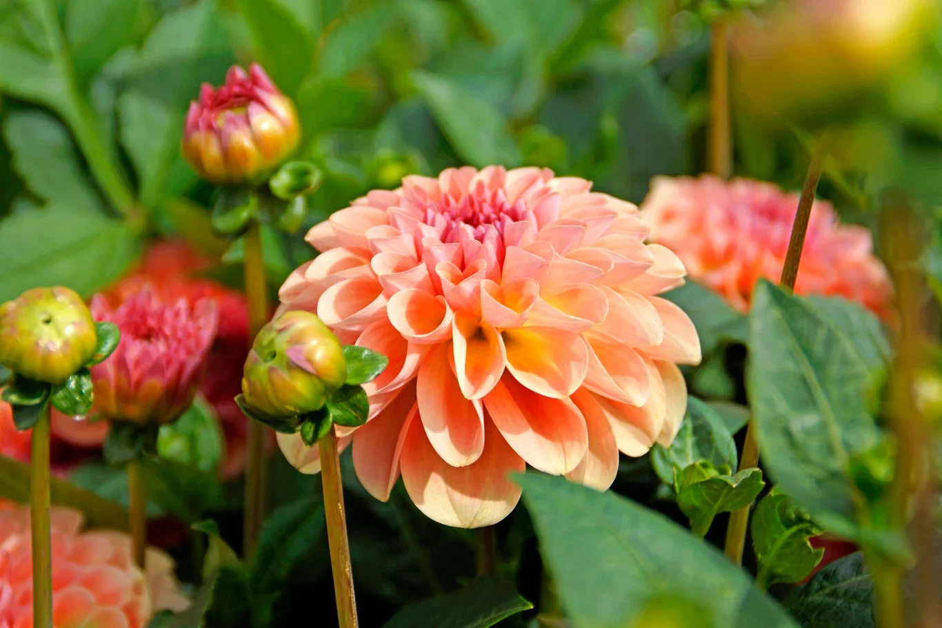 Dahlia 'Sebastian'
