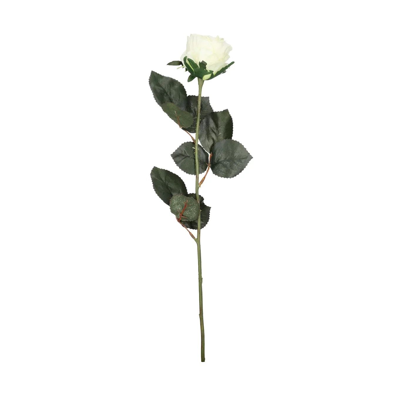 Rose cut flower H43 cream