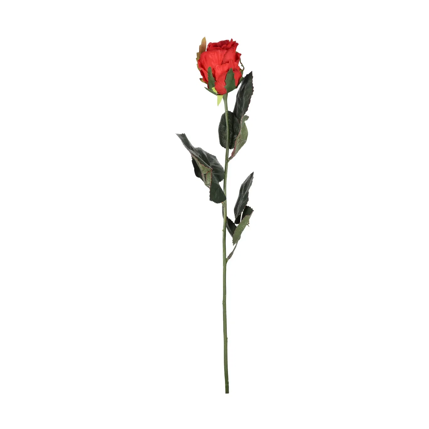 Rose cut flower H43 red