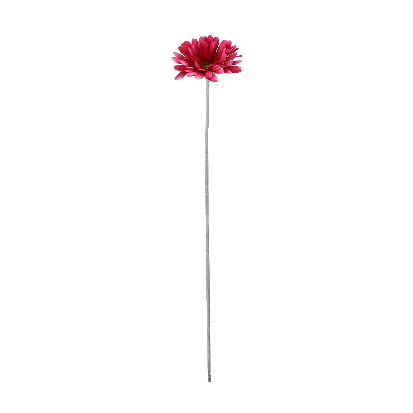 Gerbera cut flower H56 pink