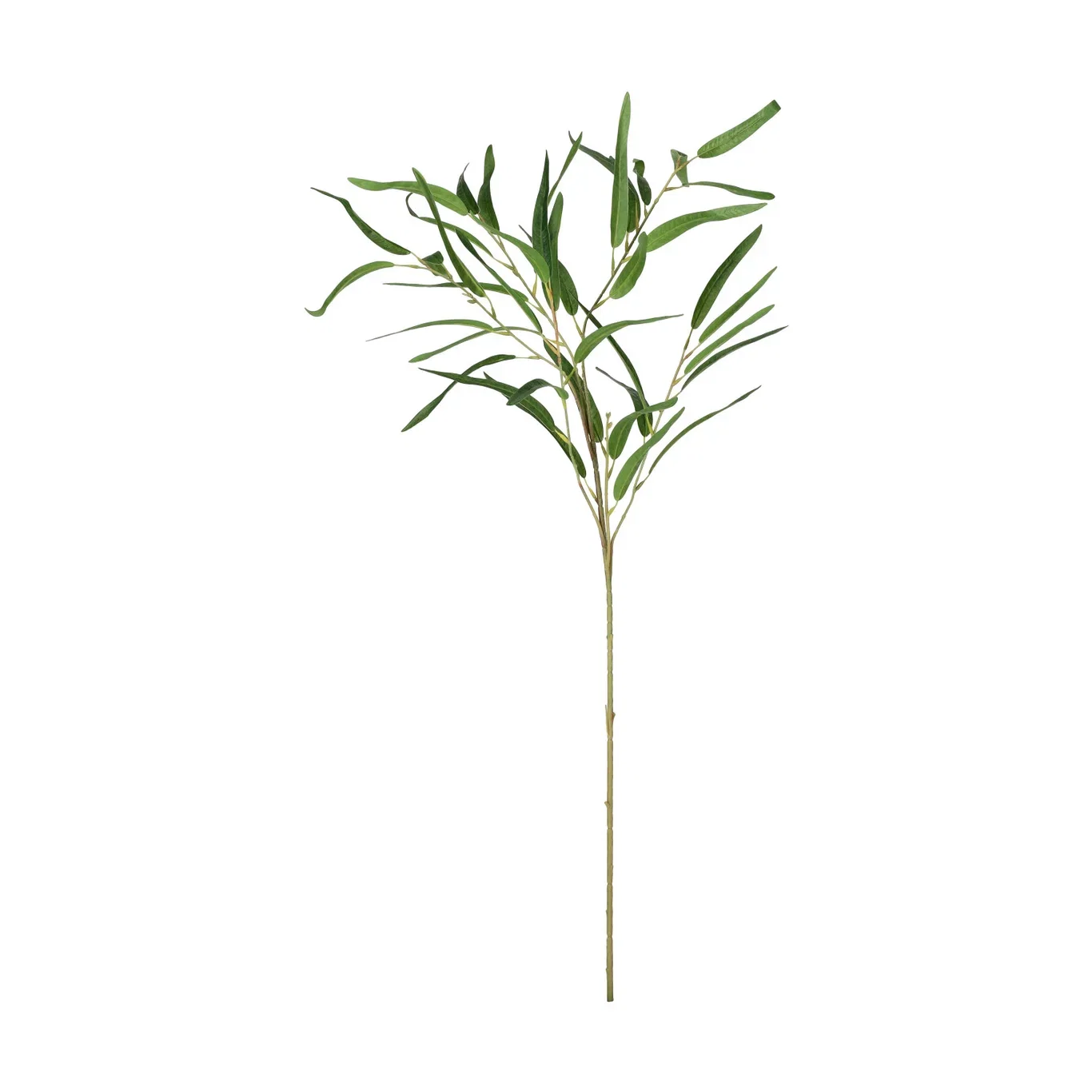 Eucalyptus branch H96 green