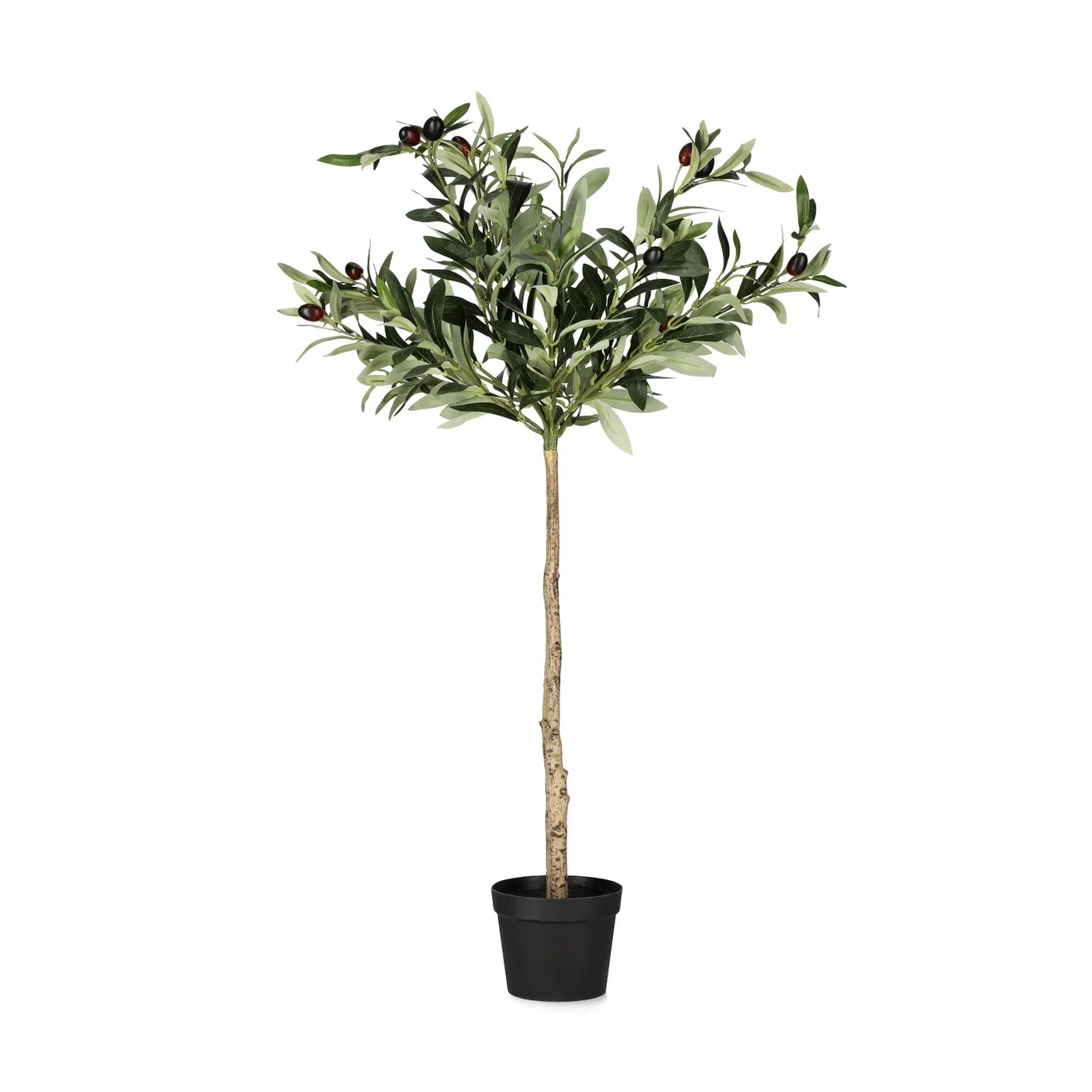 Olive tree potted H80 green