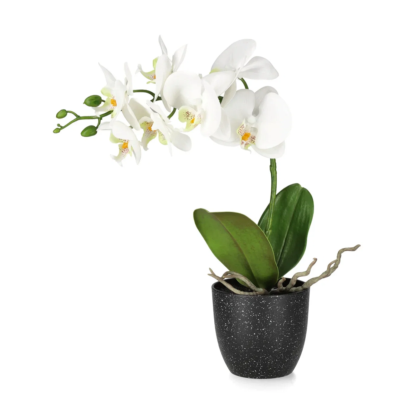 Orchid potted H36 white